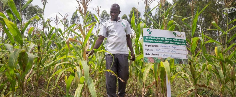 Les technologies climato-intelligentes, comme le maïs résistant à la chaleur, aident les agriculteurs africains à produire davantage de denrées alimentaires dans un plus grand nombre d’endroits touchés par le changement climatique. (Ph:DR)