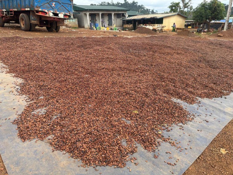 Le cacao ivoirien, le trésor des planteurs. (Ph: Dr)