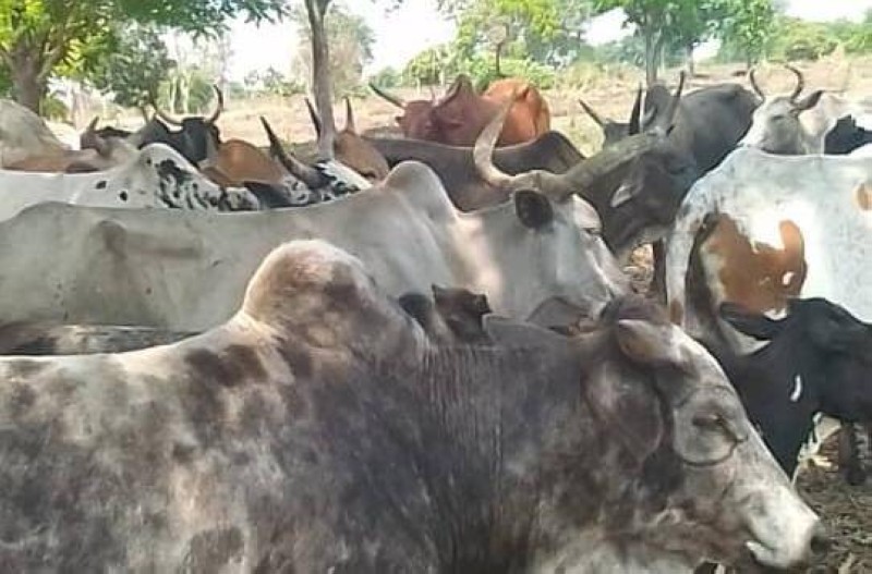 Odienné : 115 bœufs volés puis retrouvés