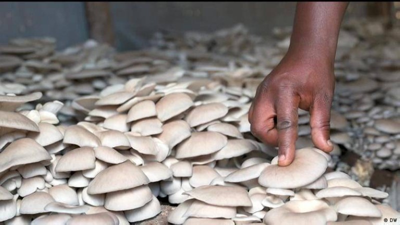 Siccot 2026 : le potentiel de la filière champignon mis en lumière les 5 et 6 août à Abidjan