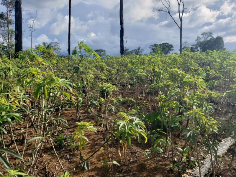 L'agriculture fait partie de l'économie de base des populations rurales. (Dr)